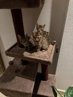 Bengaal kittens (moeder bengaal, vader niet), Dieren en Toebehoren, Katten en Kittens | Raskatten | Korthaar, Meerdere dieren