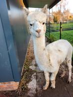 Te koop alpaca hengst, Dieren en Toebehoren, Schapen, Geiten en Varkens