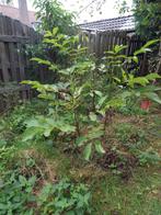 Walnotenboom/Olijfboom/Hazelnoot struik/Katanje boom, Tuin en Terras, Planten | Bomen, In pot, Overige soorten, Ophalen