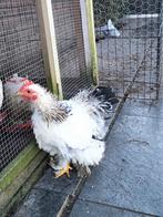 2 mooie, jonge Cochin kriel haantjes, Dieren en Toebehoren, Mannelijk, Kip