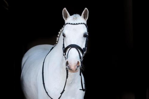 Gezocht A, B, C, en D pony's en paarden, Dieren en Toebehoren, Pony's, Meerdere dieren, Niet van toepassing, Recreatiepony