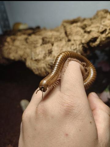 Baby miljoenpoten te koop - Telodeinopus aoutii beschikbaar voor biedingen