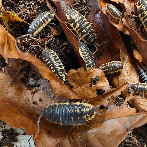 Porcellio ornatus, Dieren en Toebehoren, Insecten en Spinnen, Overige soorten