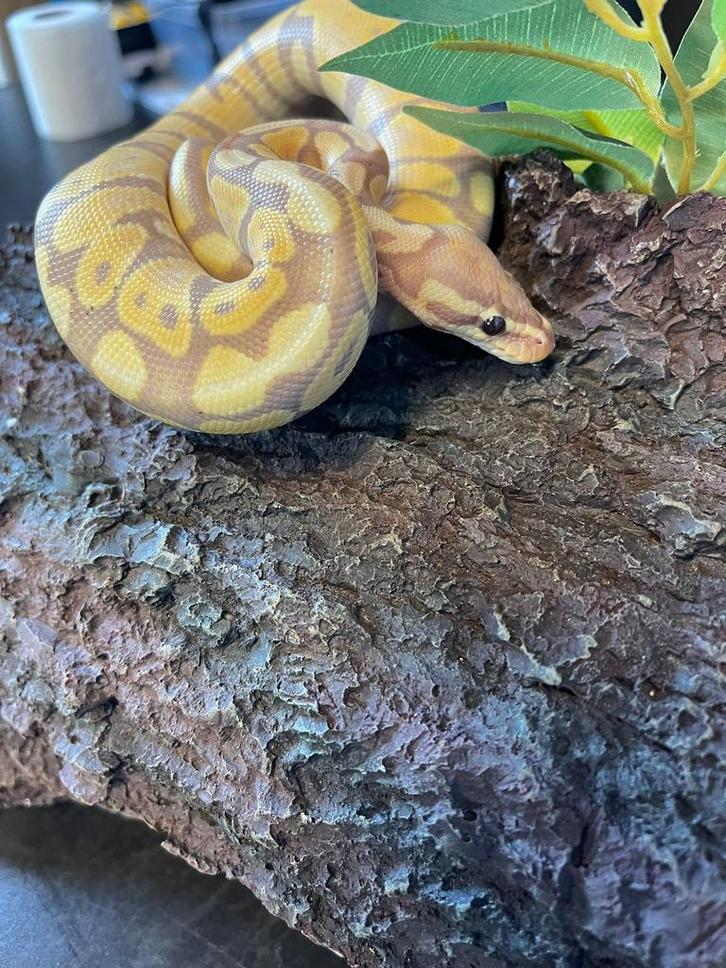 Koningspython banana mojave man nk 2025