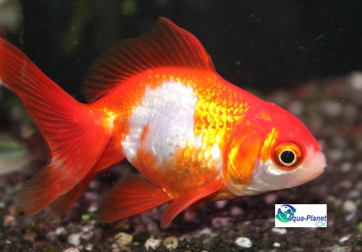 Sluierstaart Ryunkin Sarasa, Dieren en Toebehoren, Vissen | Aquariumvissen, Zoetwatervis, Vis
