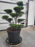 Ilex crenata.Blondie Bonsai, Tuin en Terras, Overige soorten, Lente, Minder dan 100 cm, Ophalen