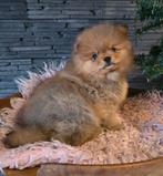 Pomeranian / dwergkees / pomeriaan puppies, Keeshond, 8 tot 15 weken, Meerdere, Meerdere dieren