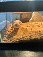 Luipaard gekko alles er bij!!!, Hagedis, 3 tot 6 jaar