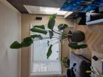 Een strelitzia oid, Huis en Inrichting, Kamerplanten, Ophalen, 200 cm of meer, Overige soorten, In pot