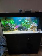 Aquarium + kast, Ophalen, Zo goed als nieuw, Gevuld zoetwateraquarium