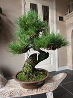 Pinus Nigra - Zwarte Den Bonsai, Ophalen, Bloeit niet, Halfschaduw, Overige soorten