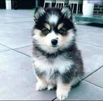 Gezonde Pomsky pups Health Breeding Program, mini Husky, Dieren en Toebehoren, Honden | Poolhonden, Keeshonden en Oertypen, Nederland