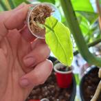 Alocasia Heterophylla - Babyplantje, Overige soorten, In pot, Minder dan 100 cm, Groene kamerplant