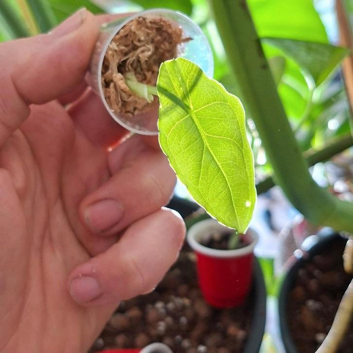 Alocasia Heterophylla - Babyplantje, Huis en Inrichting, Kamerplanten, Overige soorten, Minder dan 100 cm, Groene kamerplant, Halfschaduw