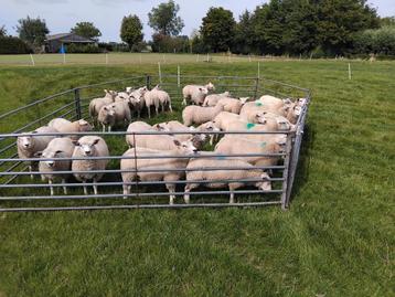 ooilammeren swifter x texelaar beschikbaar voor biedingen