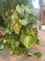 Homalomena rubescens met pot, Huis en Inrichting, Ophalen, Overige soorten
