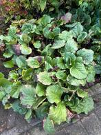 Gratis Schoenlappersplant (Bergenia), Tuin en Terras, Planten | Tuinplanten, Ophalen, Bodembedekkers, Vaste plant, Halfschaduw