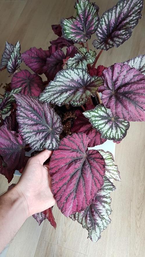 Begonia rex bladstekjes, Huis en Inrichting, Kamerplanten, Overige soorten, Minder dan 100 cm, Ophalen of Verzenden