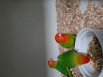 Agapornis Lilianae meerdere vogels, Dieren en Toebehoren, Meerdere dieren, Dwergpapegaai of Agapornis, Geringd