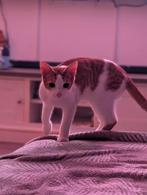 2 super lieve kittens van rond de 4 maandjes., Dieren en Toebehoren, Katten en Kittens | Overige Katten, Meerdere dieren