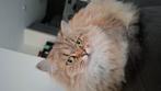 Te koop mooie lieve poes, Dieren en Toebehoren, Poes