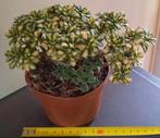 Aichryson bethencourtianum vetplant variegata, Minder dan 100 cm, Ophalen of Verzenden, Halfschaduw, Groene kamerplant