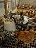 Brahma zilverpatrijs hanen, Dieren en Toebehoren, Pluimvee, Mannelijk, Kip