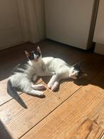 Twee lieve poezen zoeken nieuw huisje, Dieren en Toebehoren, Poes