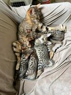 Lieve bengaal kittens, Meerdere dieren, Gechipt, 0 tot 2 jaar