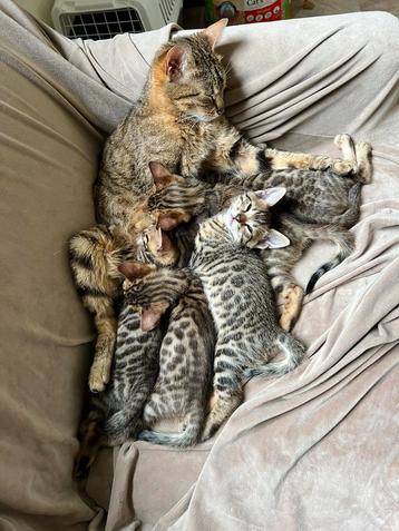Lieve bengaal kittens beschikbaar voor biedingen