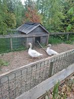 Steinbacher gazen, Meerdere dieren, Gans of Zwaan