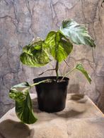 Monstera Variegated - Zeldzame kamerplant!, Ophalen, Overige soorten, Halfschaduw, In pot