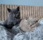 Britse korthaar kittens, Dieren en Toebehoren, Katten en Kittens | Raskatten | Korthaar, Meerdere dieren, Ontwormd