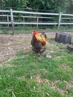 Mooi koppel brahma en barnevelders, Meerdere dieren, Kip