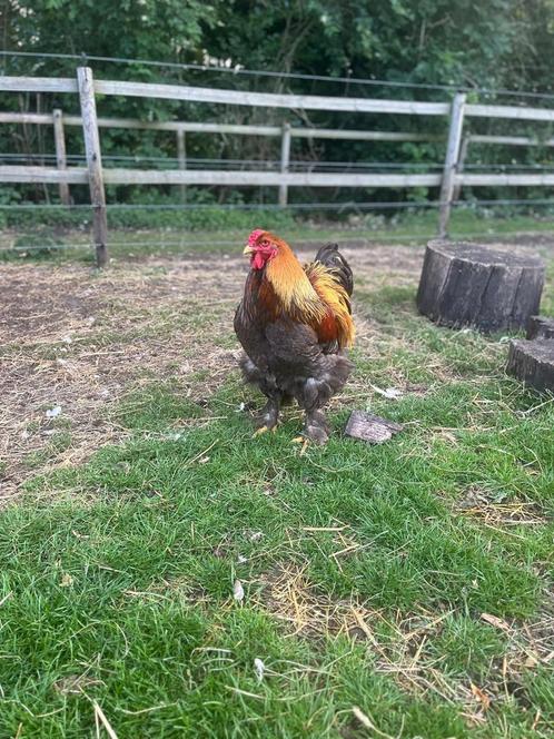 Mooi koppel brahma en barnevelders, Dieren en Toebehoren, Pluimvee, Kip, Meerdere dieren