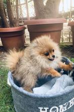 MINI POMERANIAN PUPS POMERIAAN Mini Bearface, Dieren en Toebehoren, Honden | Poolhonden, Keeshonden en Oertypen, 15 weken tot 1 jaar
