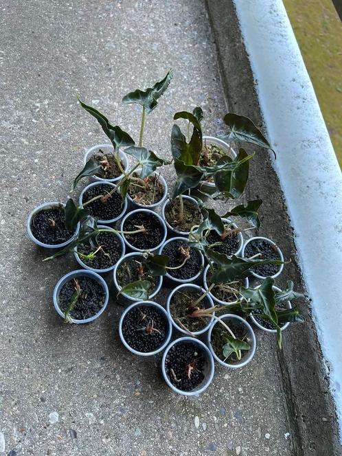 26x Alocasia Loco plantjes - Zeldzaam!, Huis en Inrichting, Kamerplanten, Overige soorten, Minder dan 100 cm, Ophalen of Verzenden