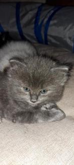 Ragdoll kittens ouders en poesje getest en volledig n/n, Dieren en Toebehoren, Katten en Kittens | Raskatten | Langhaar, Meerdere dieren