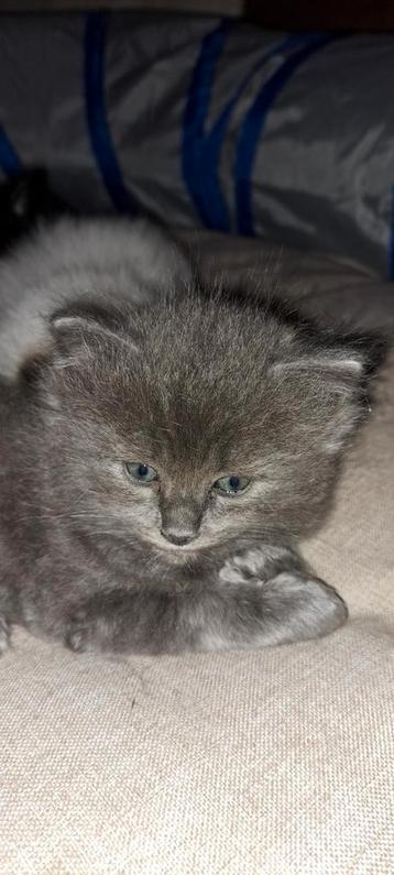 Ragdoll kittens ouders en poesje getest en volledig n/n beschikbaar voor biedingen