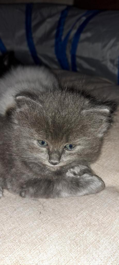 Ragdoll kittens ouders en poesje getest en volledig n/n, Dieren en Toebehoren, Katten en Kittens | Raskatten | Langhaar, Meerdere dieren