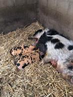 kune kune zeug, Dieren en Toebehoren, Vrouwelijk, Varken, 6 jaar of ouder