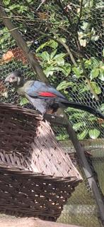 Te koop Witwang Toerako pop 2025, Dieren en Toebehoren, Vogels | Overige Vogels, Vrouwelijk, Tropenvogel, Geringd