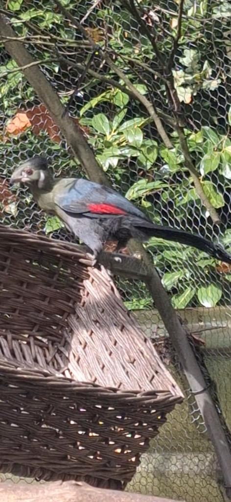 Te koop Witwang Toerako pop 2025, Dieren en Toebehoren, Vogels | Overige Vogels, Tropenvogel, Vrouwelijk, Geringd