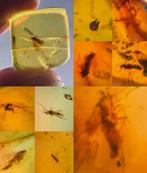 Barnsteen met insectjes Birma, Ophalen of Verzenden, Fossiel