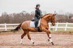 Top brave leermeester, Dieren en Toebehoren, Paarden, Merrie, Dressuurpaard