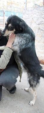 Knappe, Lieve Sammy ter adoptie!, Particulier, Reu, Eén hond, Parvo