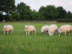 Best bespierde Texelaar stamboek rammen te koop, Dieren en Toebehoren, Schapen, Geiten en Varkens, Mannelijk, Schaap, 0 tot 2 jaar