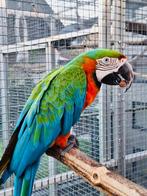 GEZOCHT OPVANG & INKOOP VAN ALLE SOORTEN KROMSNAVELS!, Meerdere dieren, Papegaai, Tam
