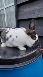 Tekoop lotharinger konijn, Dieren en Toebehoren, Konijnen, Vrouwelijk, Klein, 0 tot 2 jaar