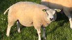 Rammen texelaar, Mannelijk, Schaap